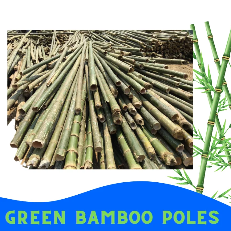 High Quality Viet FOA Cane Bamboo Pole for Plant Raw Materials Bamboo Sale Flower Hot Time Garden Support Feature Origin Cutting