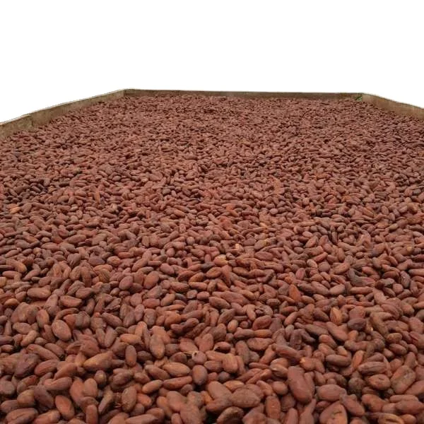 Hot selling Dried Raw Cacao Fermented Cocoa Beans Cocoa Beans Ariba Cacao beans for sale