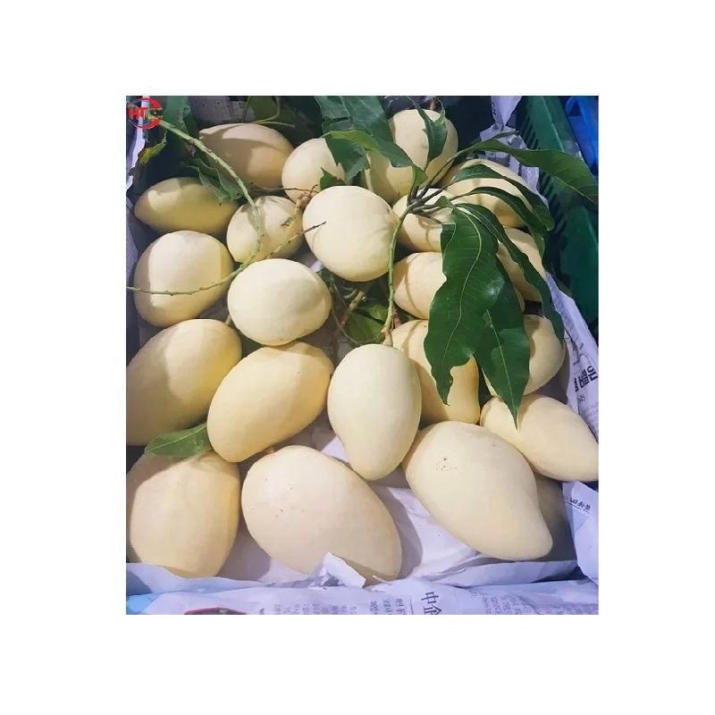 Свежие фрукты, Натуральный Сладкий органический зрелый желтый цвет, размер 8 - 10 см, Cat Chu манго, экспорт из Вьетнама