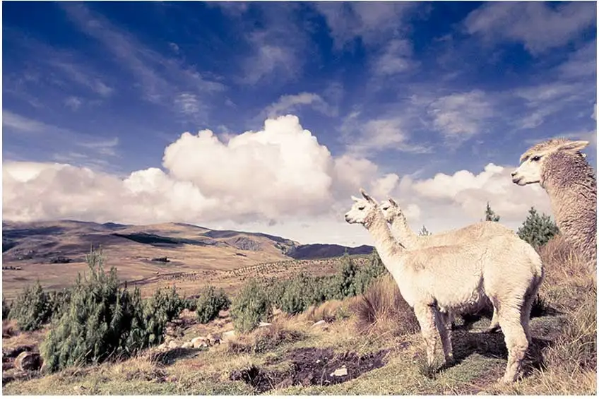 Best quality Alpaca wool from Peru Top Supplier