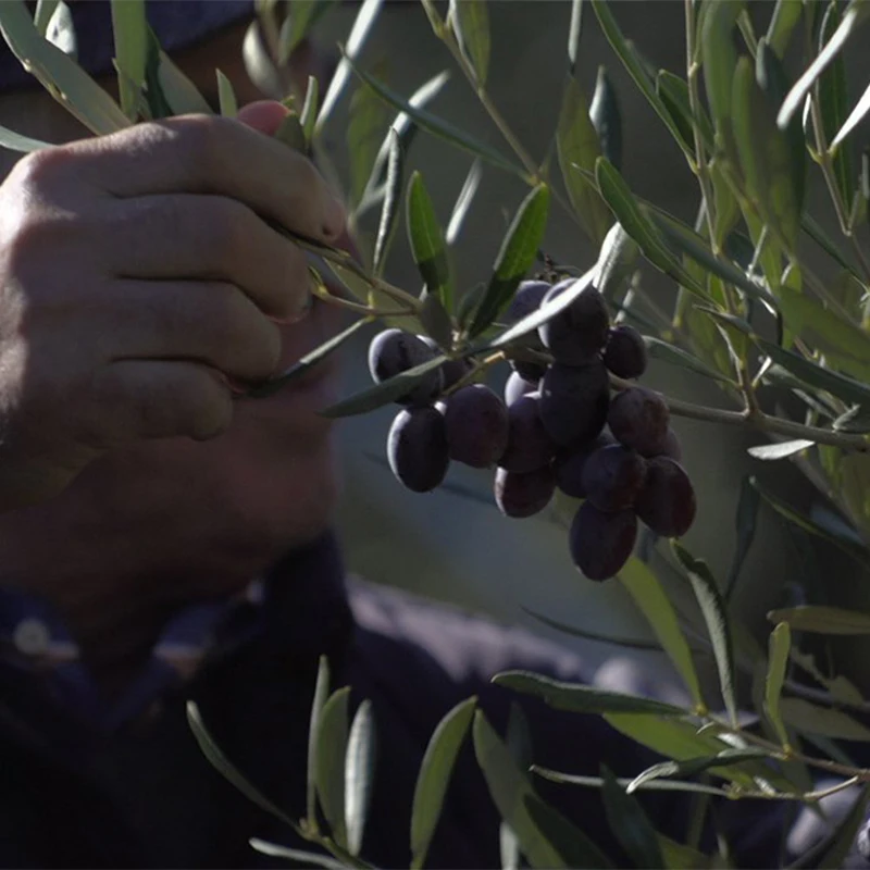 Finest Quality Organic Italian Extra virgin olive oil  4 Cans of 3LITERS PRIVATE LABEL AVAILABLE for sale