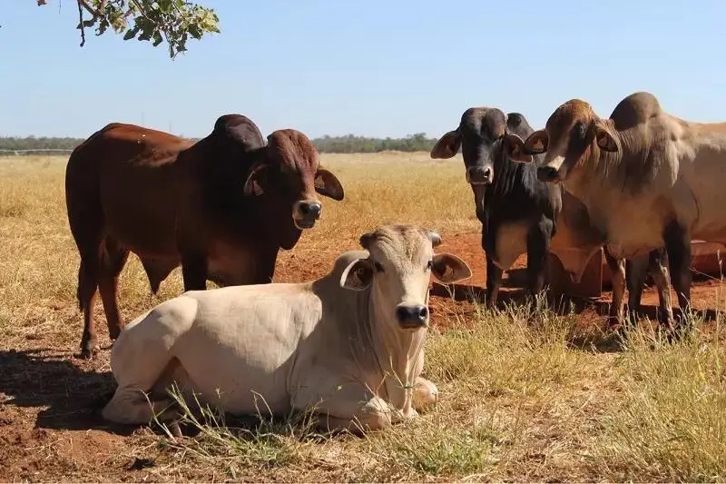 BRAHMAN BULLS CATTLE ANIMAL FEED COW FOR SALE PREGNANT BULLS/CATTLE