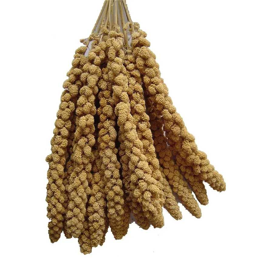 BEST PRICE! Yellow Millet Spray China Origin for Bird feeding Wholesale Bird Food Yellow Millet Spray BULK Dried Millet Spray