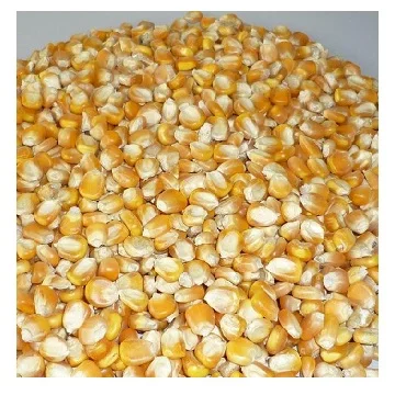 Yellow Corn Non GMO Fit for Human Consumption and Animal Feed / Origin brazil yellow corn