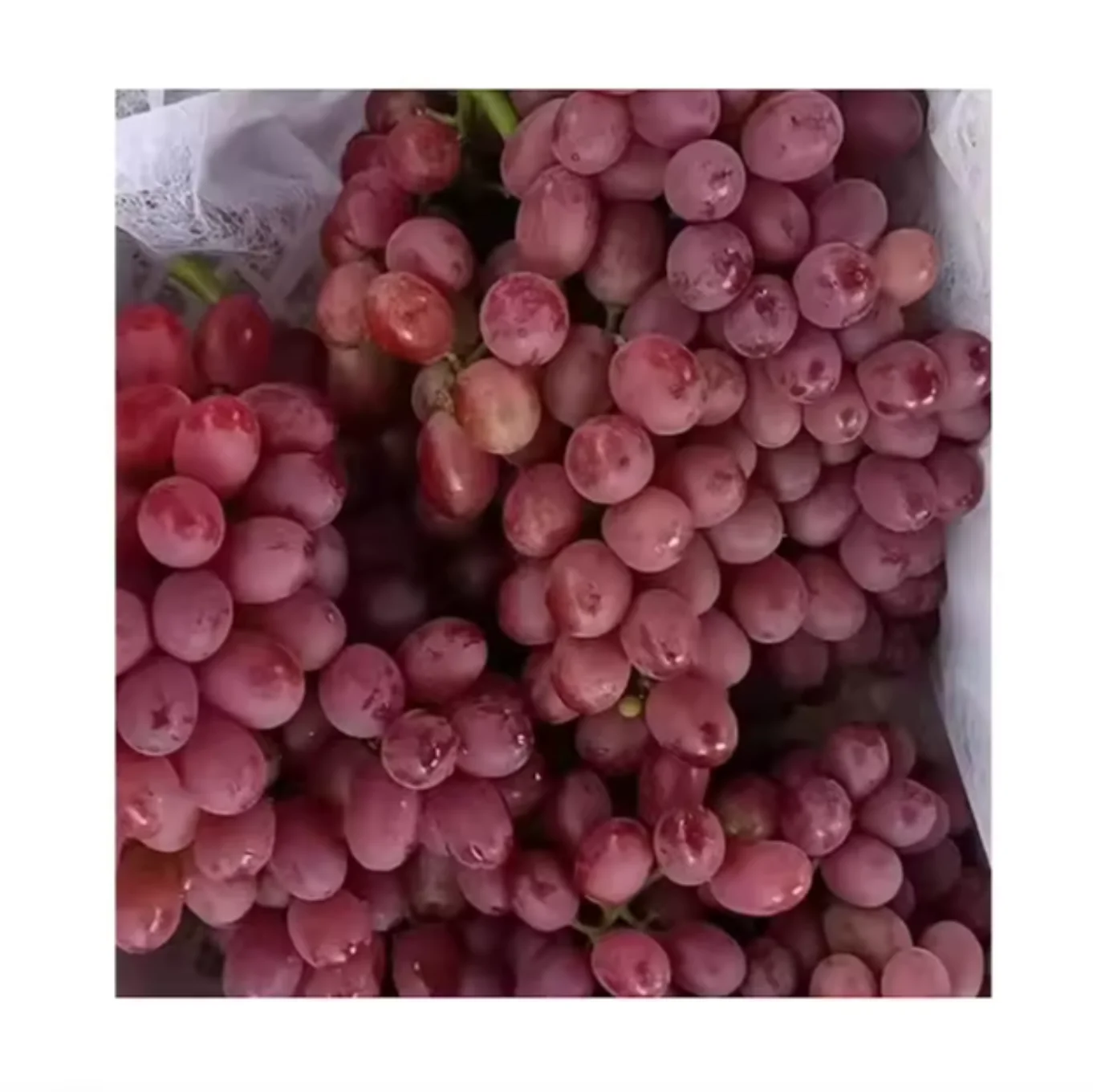 Оптовая продажа свежего красного и зеленого малинового винограда без косточек