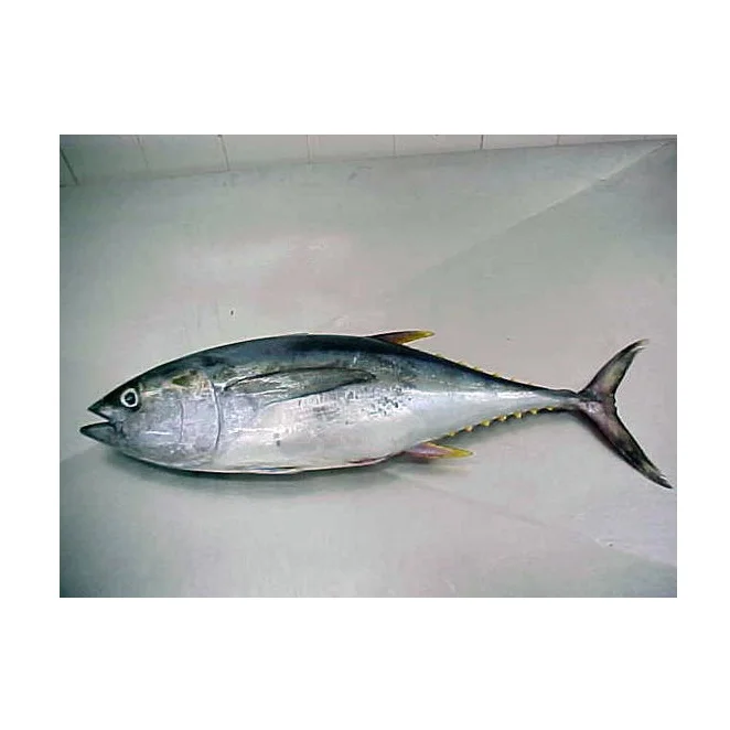 VN frozen whole Tuna  good price  good quality.