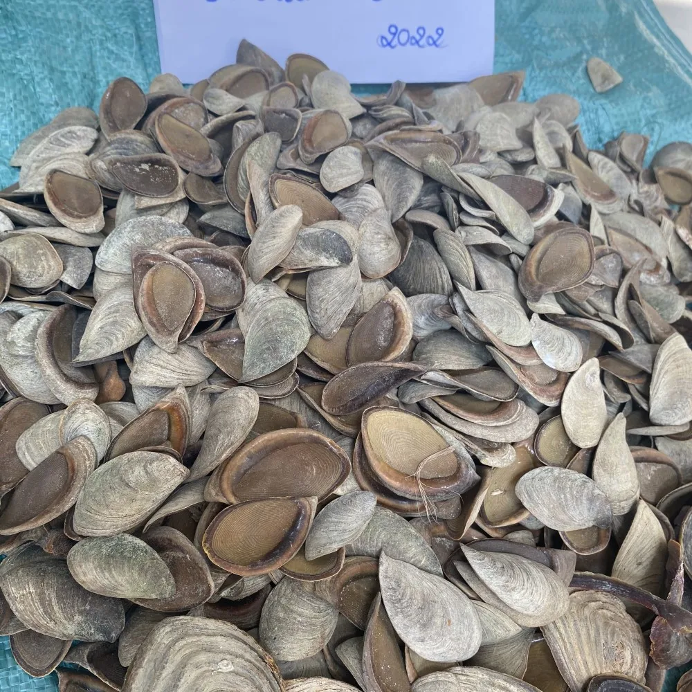 Best Price Seashell Murex Operculum cheap price / murex snail / Quality Operculum Shell HIGH QUALITY
