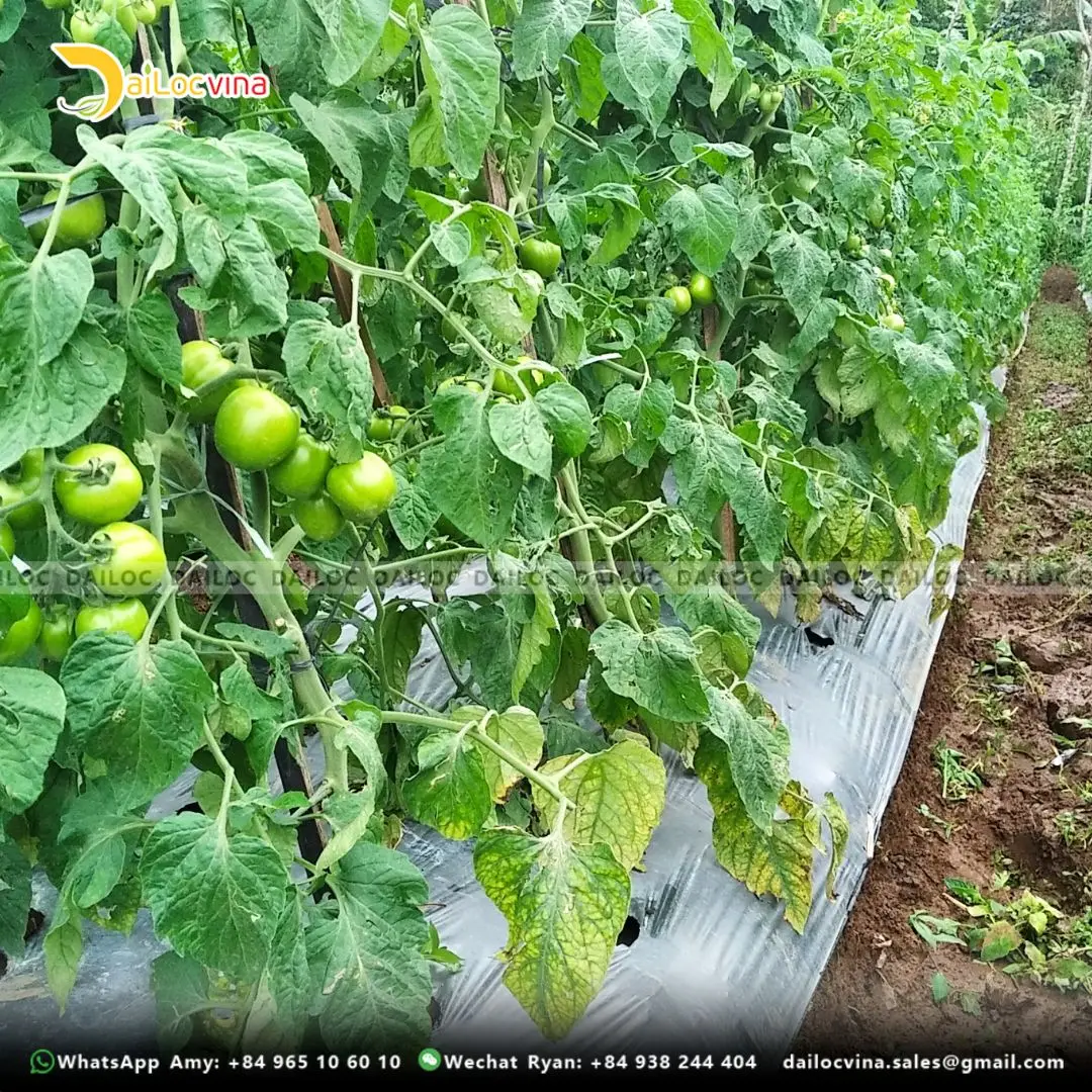 HOT SELLING COCO PEAT GROW BAG SLABS USED FOR GROWING VEGETABLES AND CHEAPEST PRICE FROM DAILOCVINA