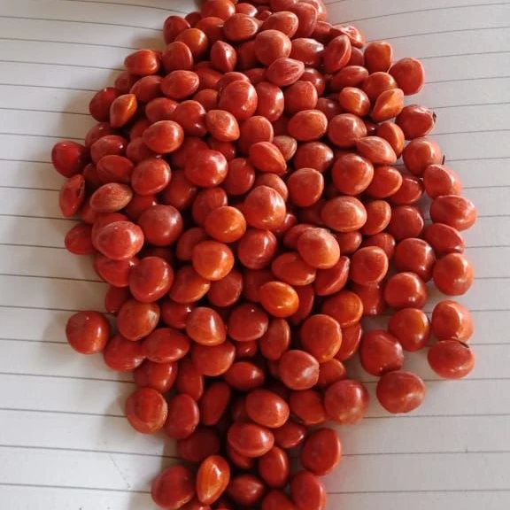 Red Seed Abrus Precatories, Iraq buy regularly