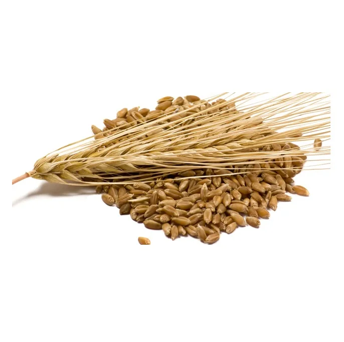 Barley Grains Premium Barley Seeds/Animal feed barley/bulk barley grains