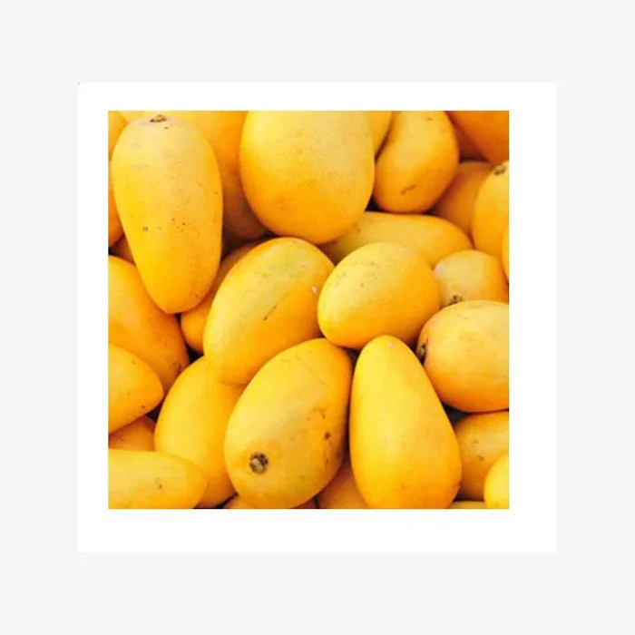 mango export Fresh mango