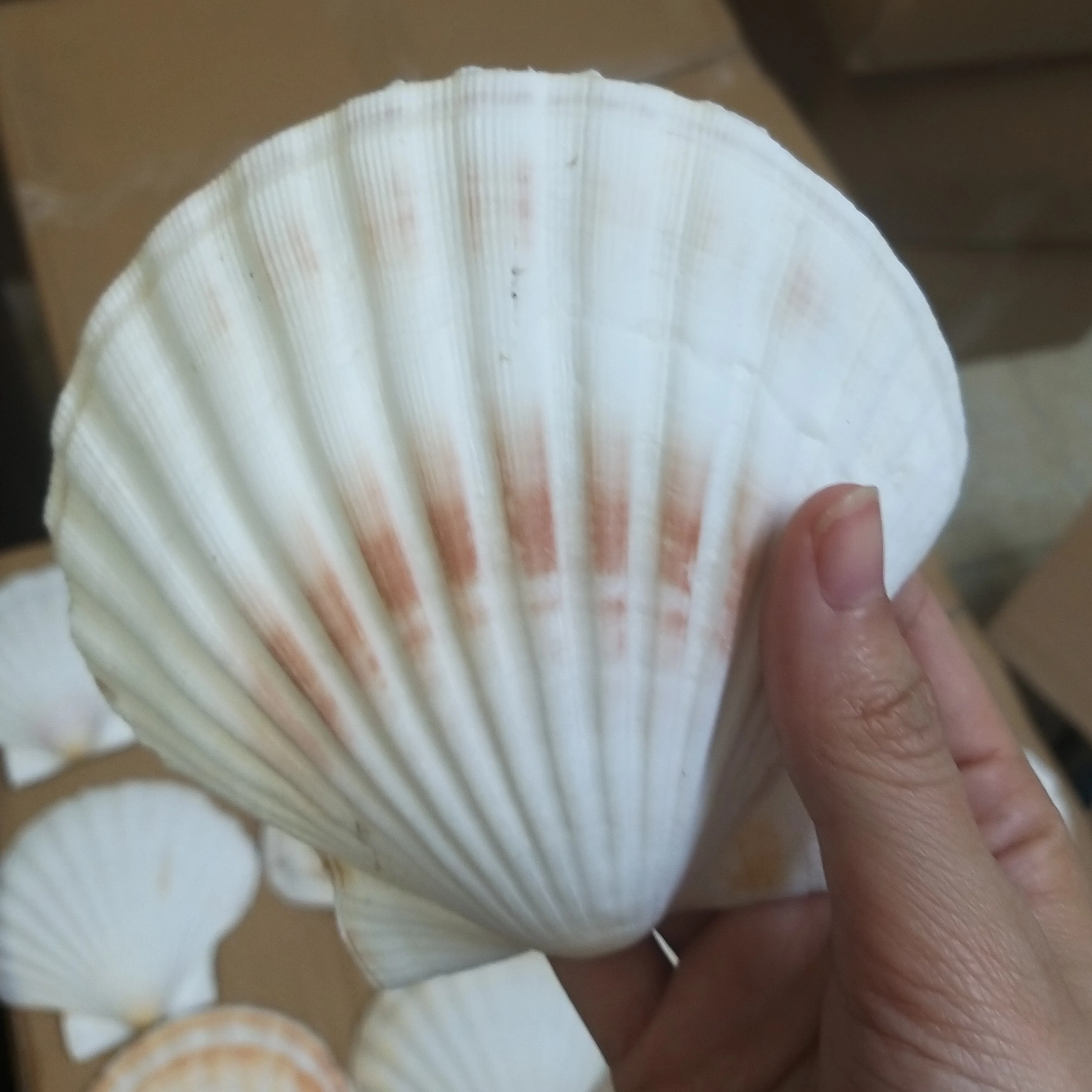Best Deal on Seashell Mosaic from Vietnam for Decorative Use