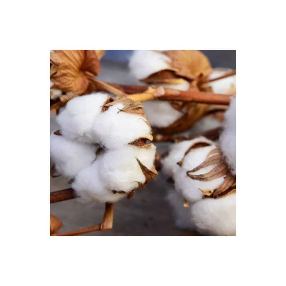 Top Selling Quality 100% Raw Organic White Cotton Fiber for Bulk Purchase