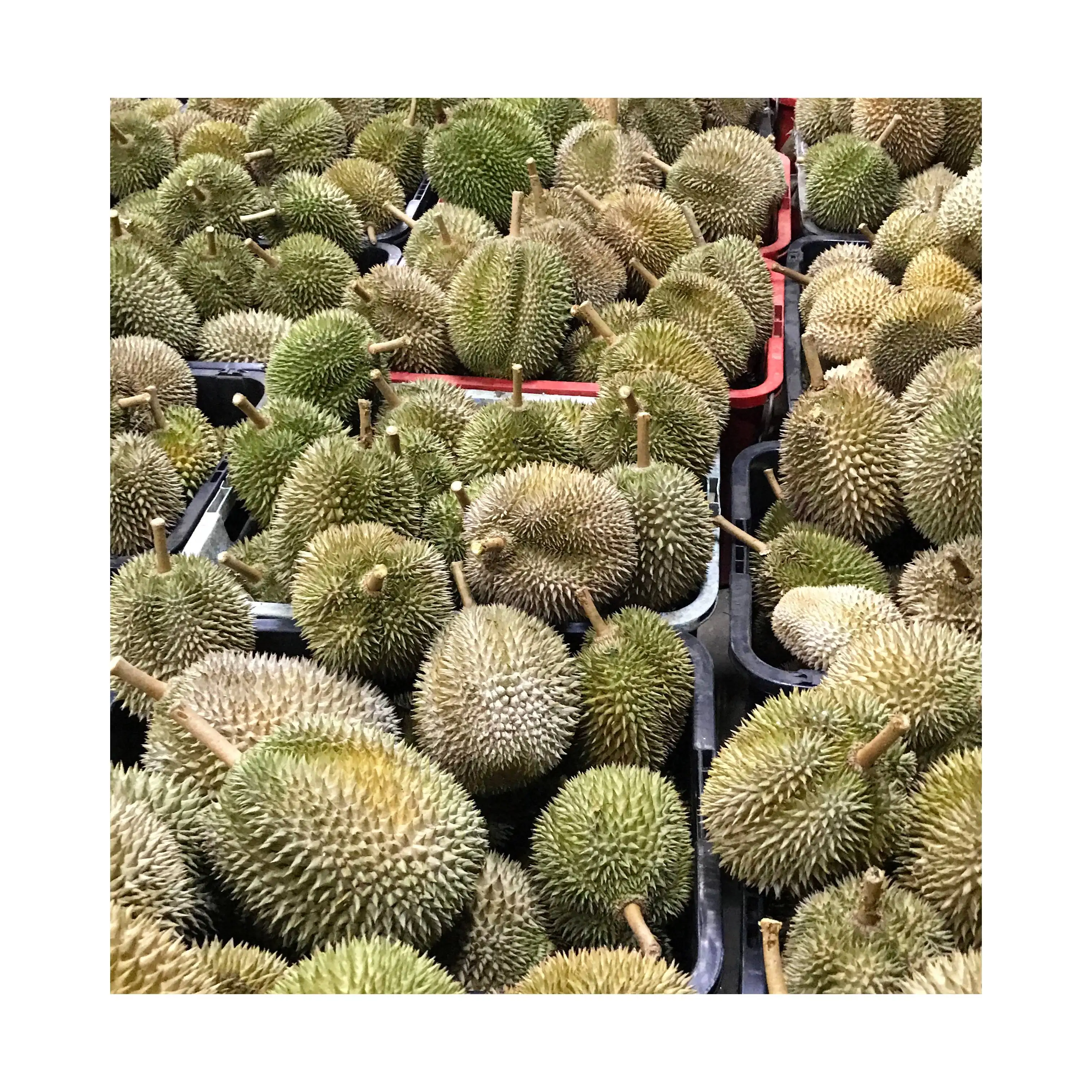 Top Selling High Quality Premium Grade Fruit Malaysia 2.2kg Weight Frozen Fresh Durian Long Shelf Life Fruit Netting Packaging