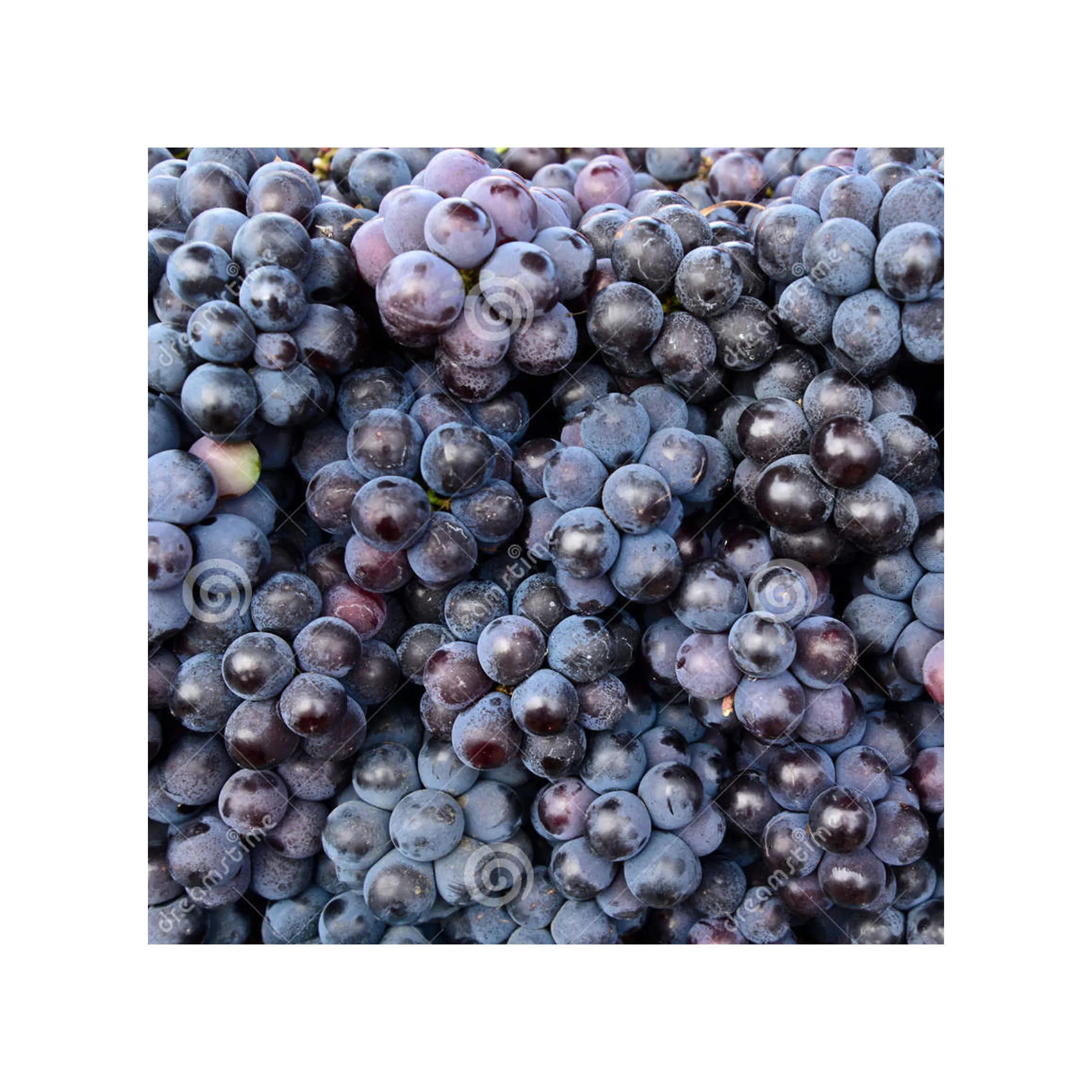 Wholesale Cheap Price Best Quality Fresh Fruit White Globe Seedless Grapes For Sale Worldwide Exports High Sweet Fresh Shine Mus