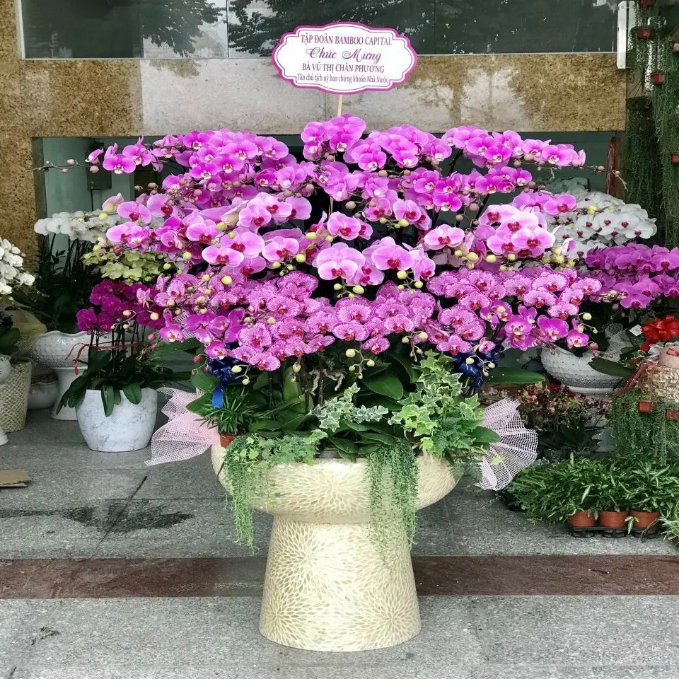 Orchid Phalaenopsis Seeds High Quality Export Wedding Fresh Flower Carton Outside Vietnam Manufacture