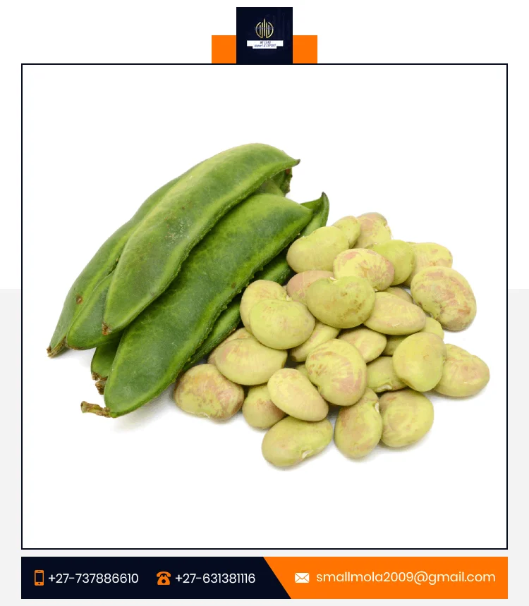 Wholesale Price High Quality Lima Beans Wholesale Fresh Dried Frozen Lima Beans,white Lima Bean