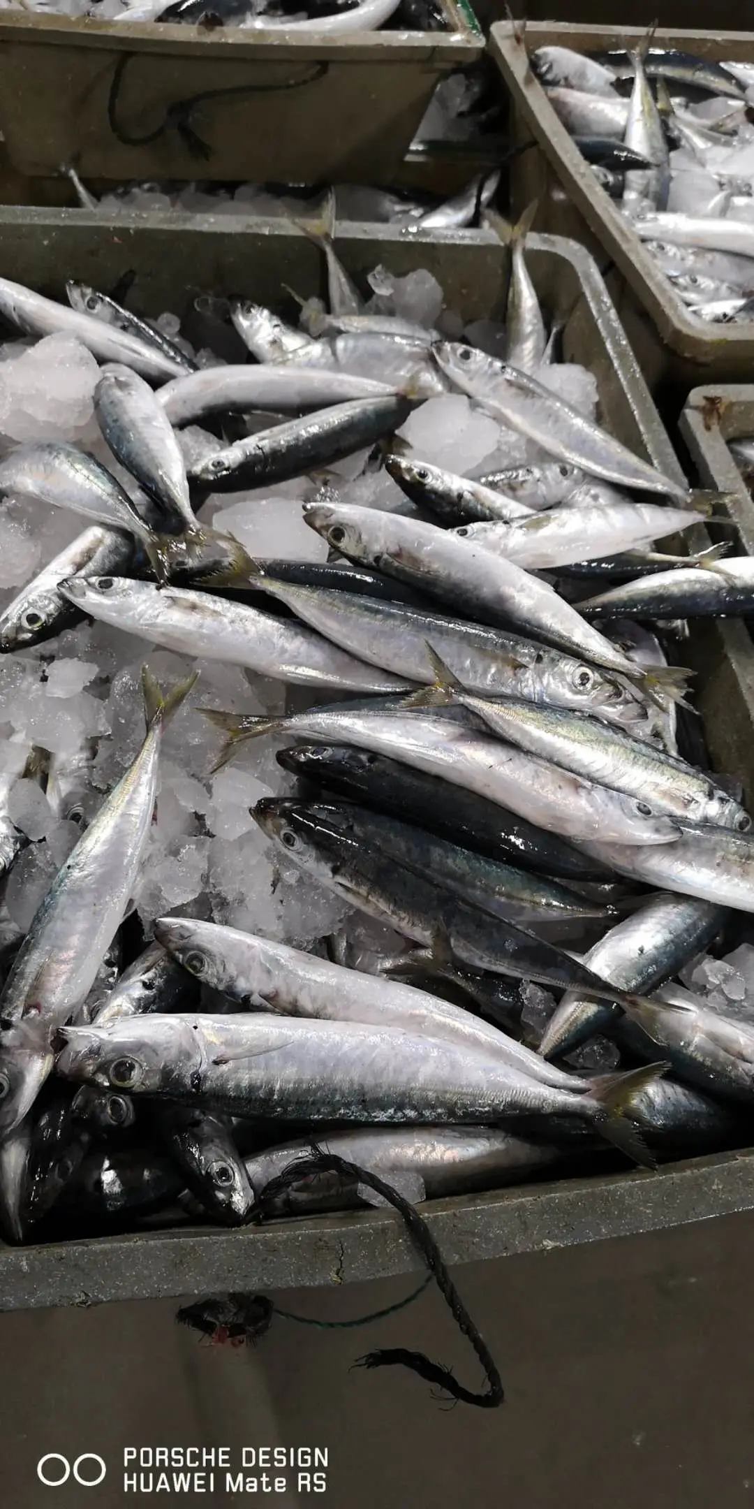 Storage Good Quality High Grade Package Custom Shape Whole Body bonito fish price Bod Auxis Rochei Bonito from Vietnam