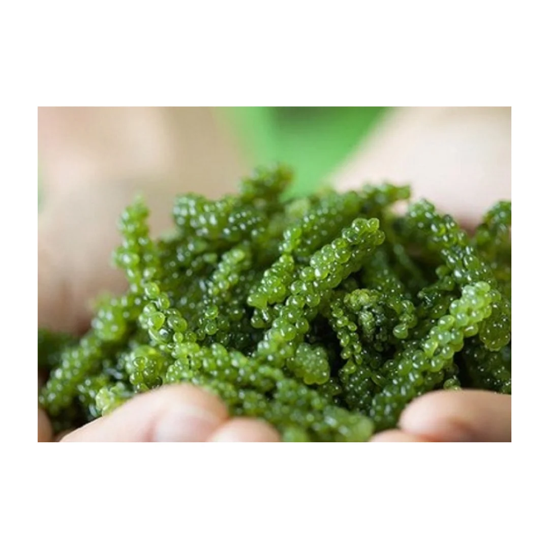 Лучшее качество Сухие Водоросли обезвоживающие морские водоросли сушеный морской виноград вьетнамский мох