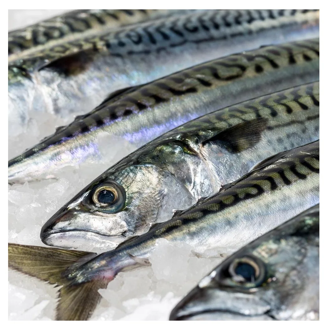 Wholesale Cheap Price Best Quality Atlantic Mackerel fish For Sale Worldwide Exports