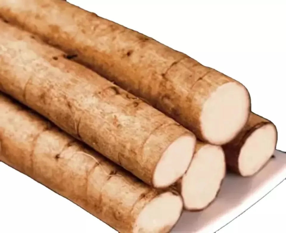 Quality Fresh burdock root wholesale price vacuum pack yellow burdock other fresh vegetables for sale
