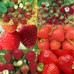 Лучшие продажи свежих клубничных фруктов по дешевой цене