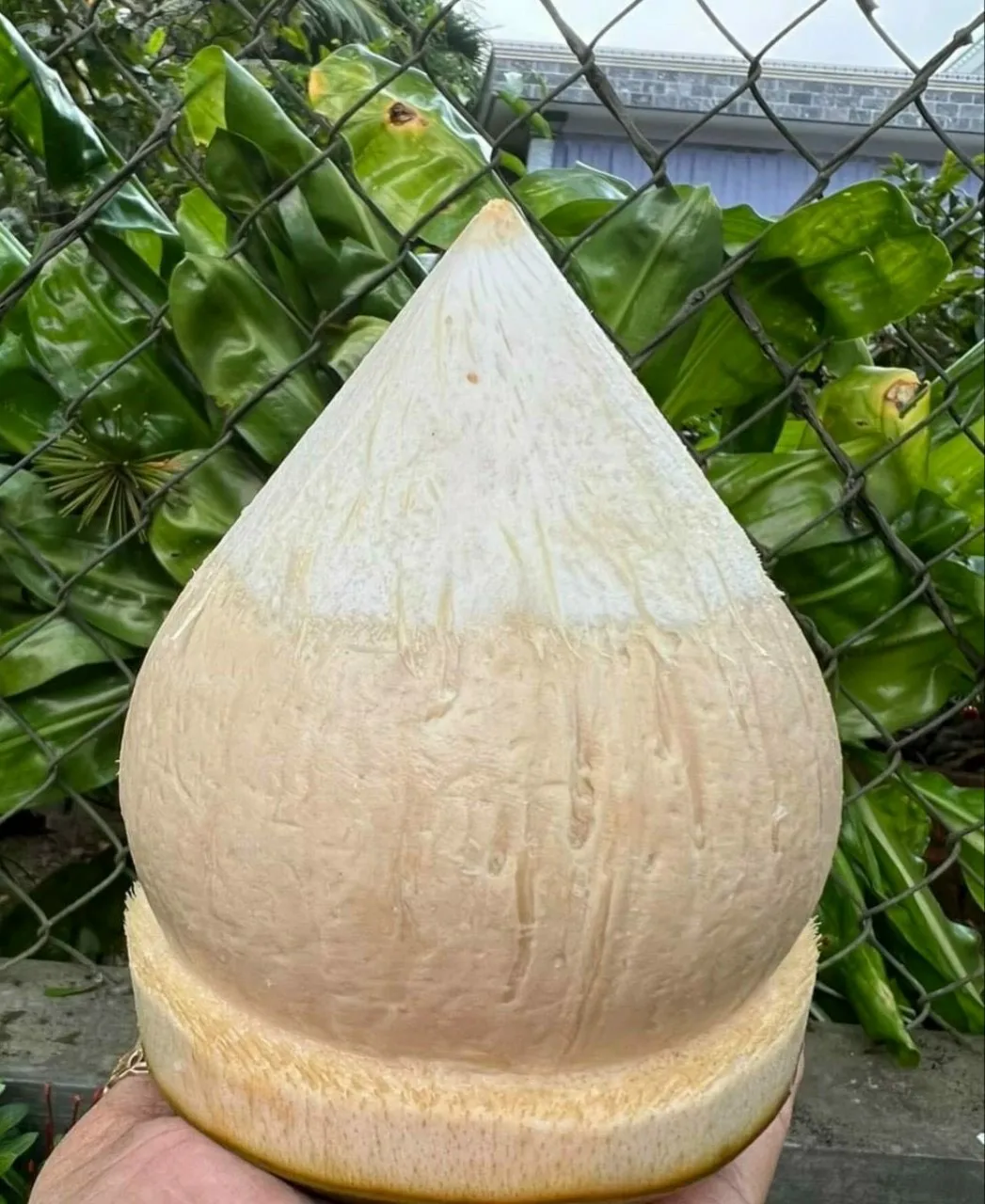 SEMI POLISHED COCONUT High Quality Sweet Flavor Natural Made In Vietnam Wholesale 2024 Natural Drinks  (tel 0084366808683)