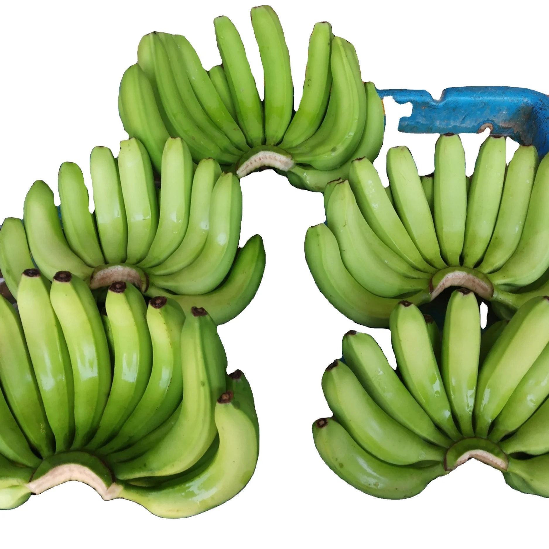DIRECT CULTIVATON GREEN CAVENDISH BANANA