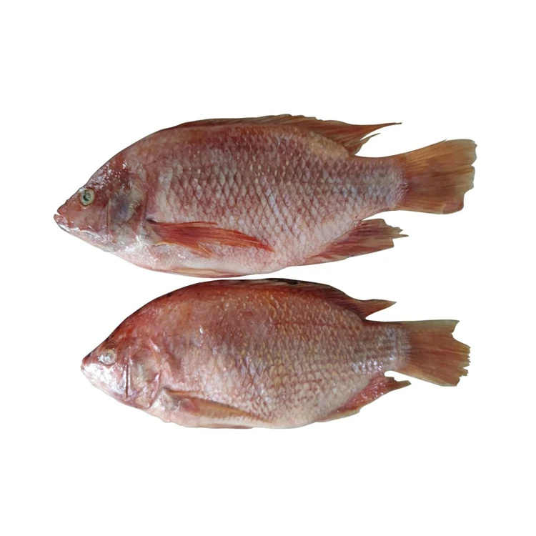 Herring Fish Fish FROZEN BLACK TILAPIA And RED FISH WHOLE