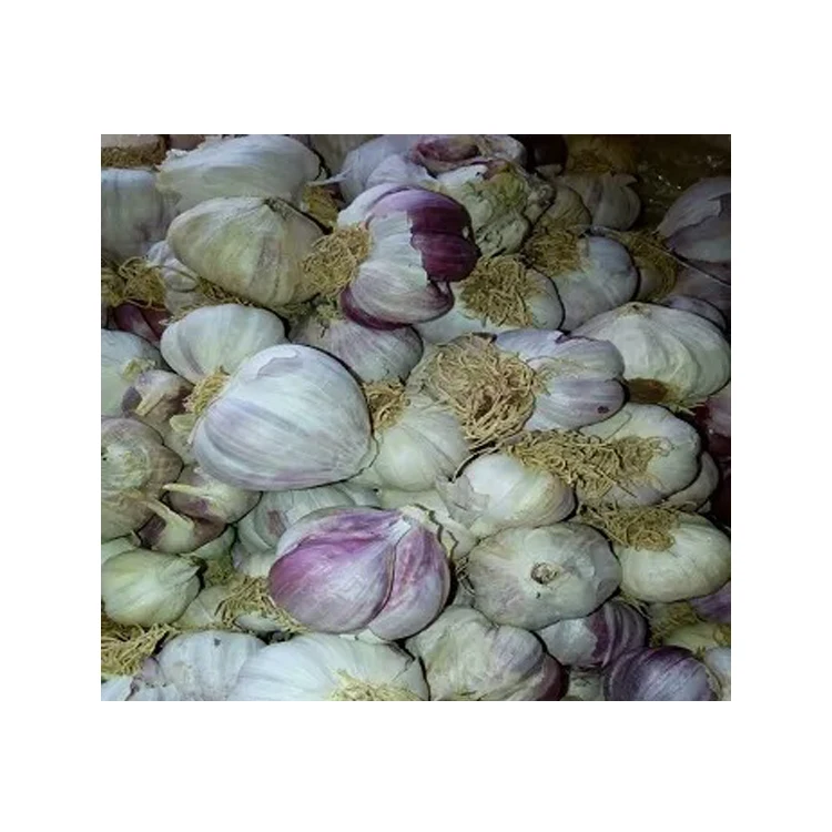 Leading Supplier of Good Quality New Crop Fresh Vegetables Normal White And Pure White Garlic at Direct Factory Wholesale Price