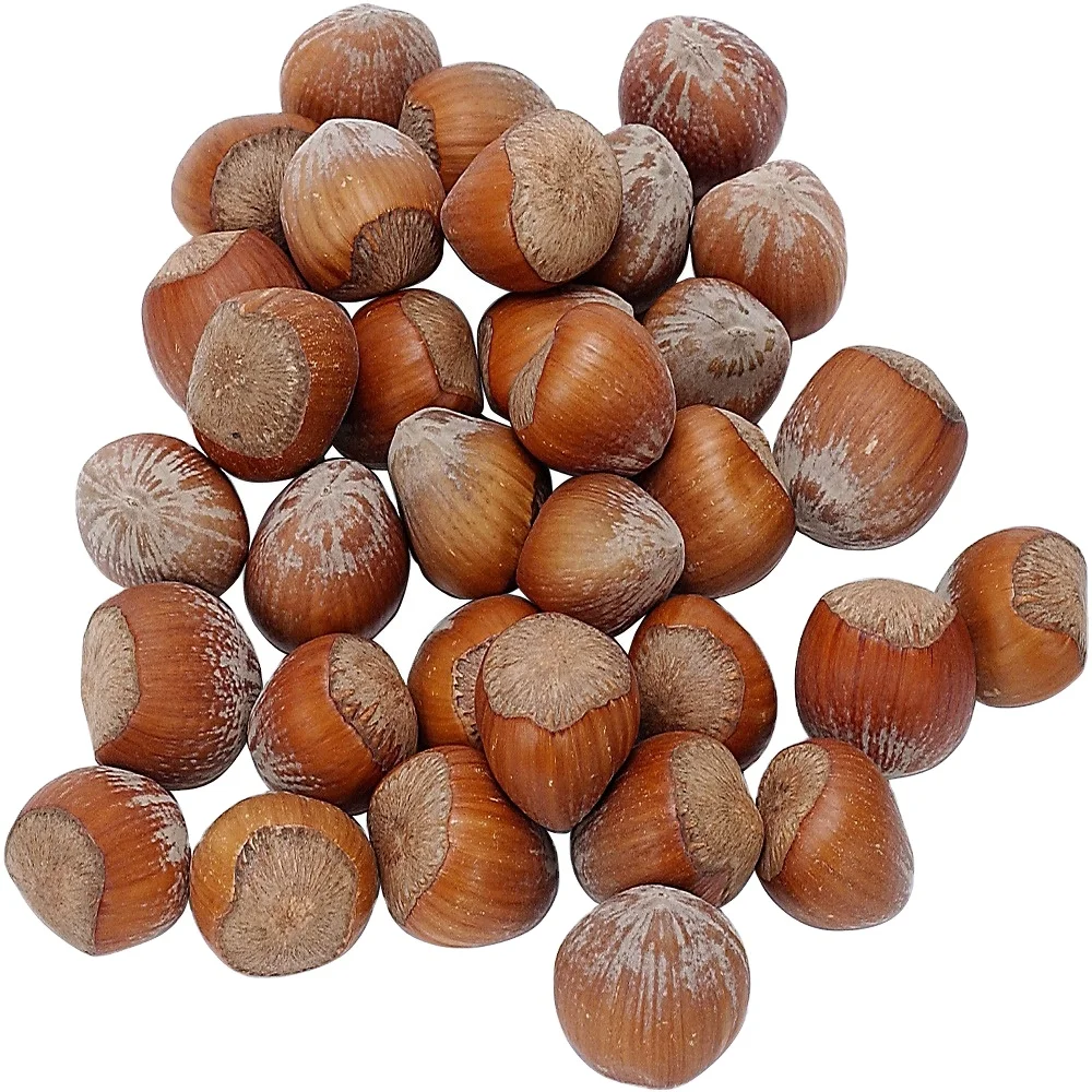 Wholesale Raw Sweet Fresh Chestnut price Chestnut Kennel Raw Fresh Chestnuts Organic Fresh Chest Nuts Peeled Roasted Kernels