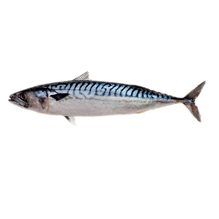 Wholesale Cheap Price Best Quality Atlantic Mackerel fish For Sale Worldwide Exports