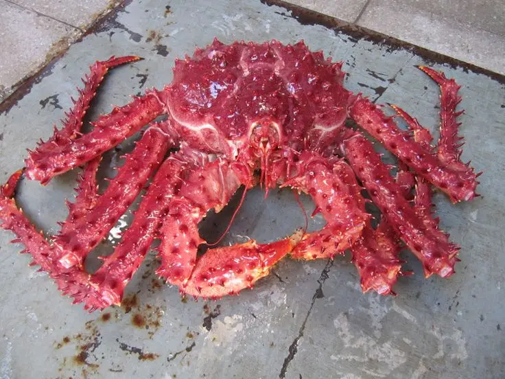 Весь цвет и размер краба короля по низким ценам.