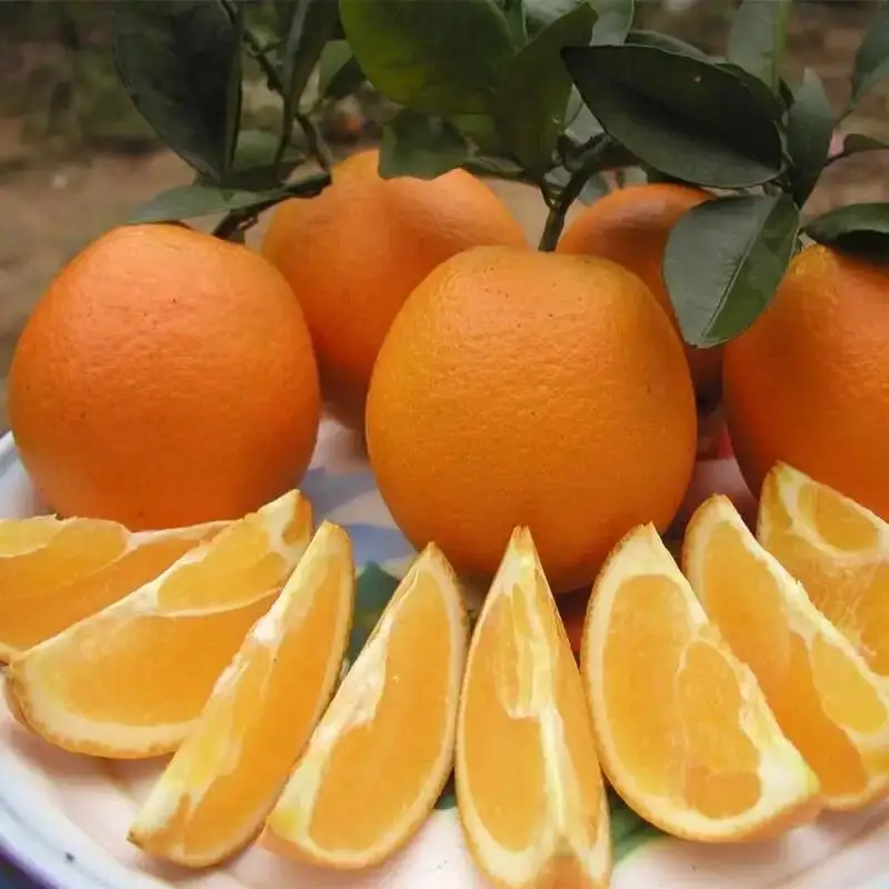 Strong discount with fresh orange  type navel  hot selling market in fruit with competitive price