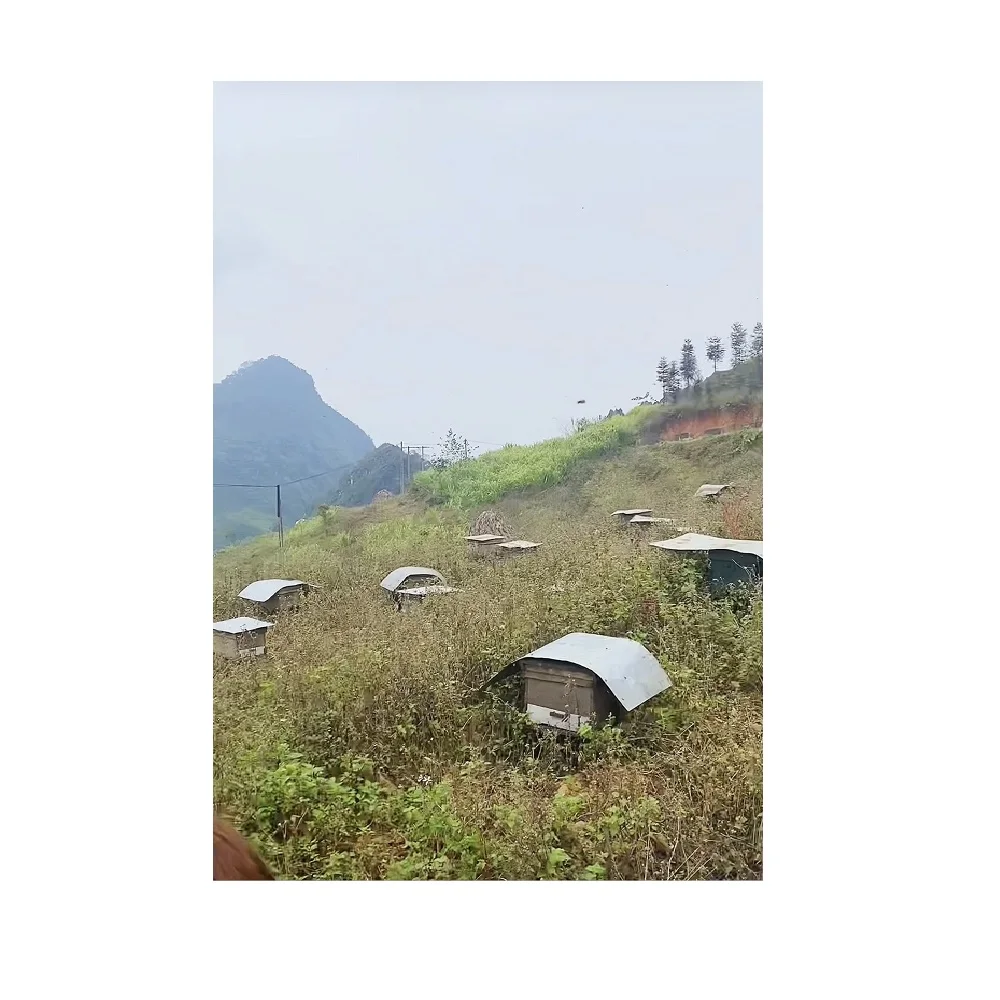 Green Yellow Color Top Selling Hot Quality Best Price Low MOQ Reasonable Price honey raw Mint Honey From Vietnam