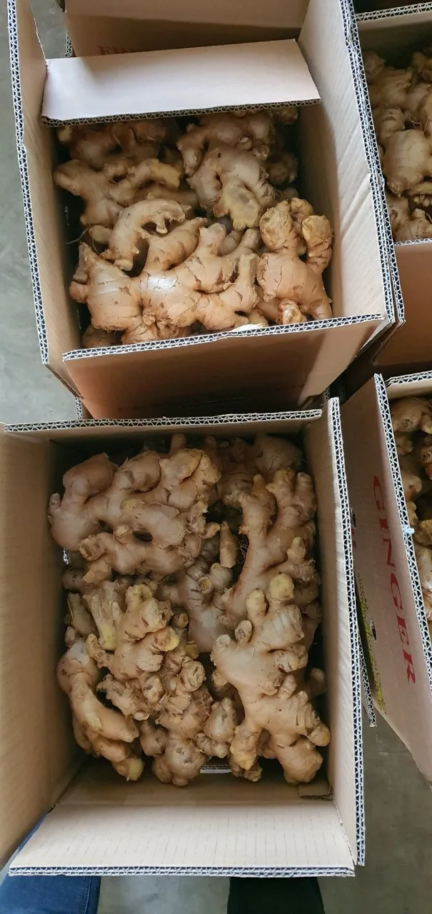 VIETNAM AIR DRY GINGER FOR WHOLESALE  CONTACT +84984418844 whatsapp