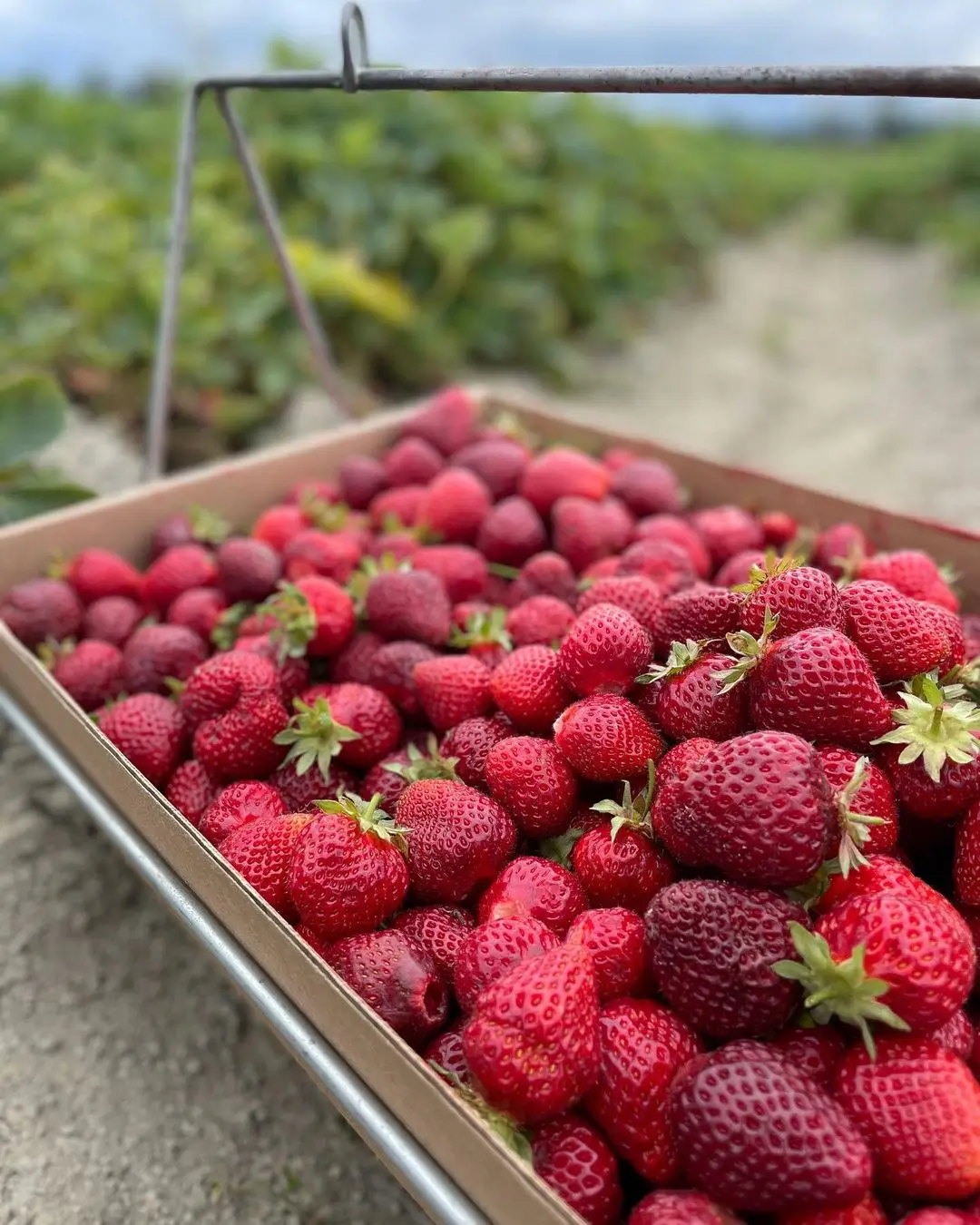 Fresh Strawberry, Frozen Strawberry,blue Berries Fresh Berries Fruits high quality Fruits brands in South Africa