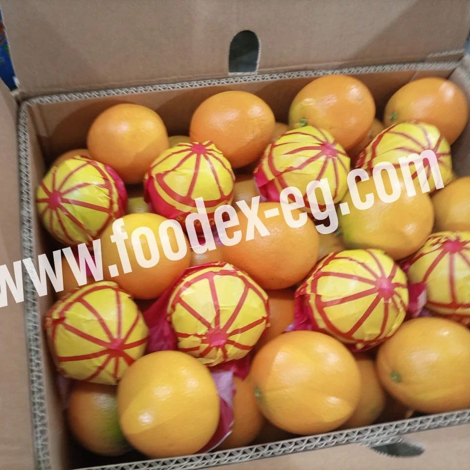 Valencia Египетский апельсин в Индию