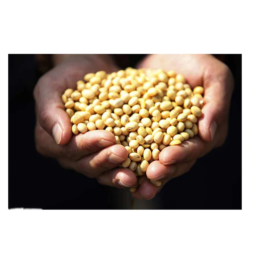 Standard Quality Best Selling Non Gmo Soybean Newest Yellow Soybeans with good Nutrients at Market Manufacturer Price