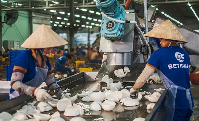 FRESH YOUNG COCONUT VIETNAM GREEN Premium WHITE Tropical Shell SWEET Style Packing Organic Pcs Color PURE Weight DRINK Shelf Chi