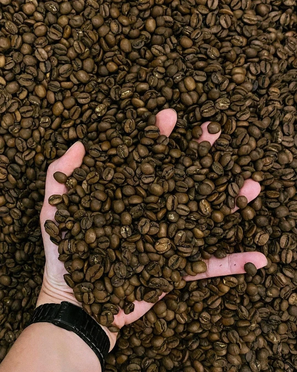 Wholesale raw Arabica Coffee beans for sale from Africa Best selling Arabica Coffee beans at good prices Buy Arabica Coffee