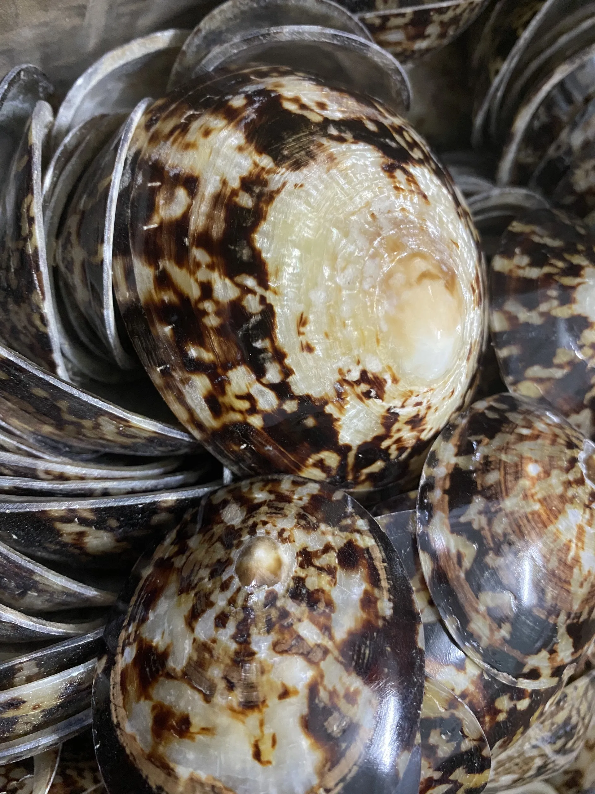 Высококачественная раковина морская Limpet Murex Operculum с конкурентоспособной ценой из Вьетнама для покупателя