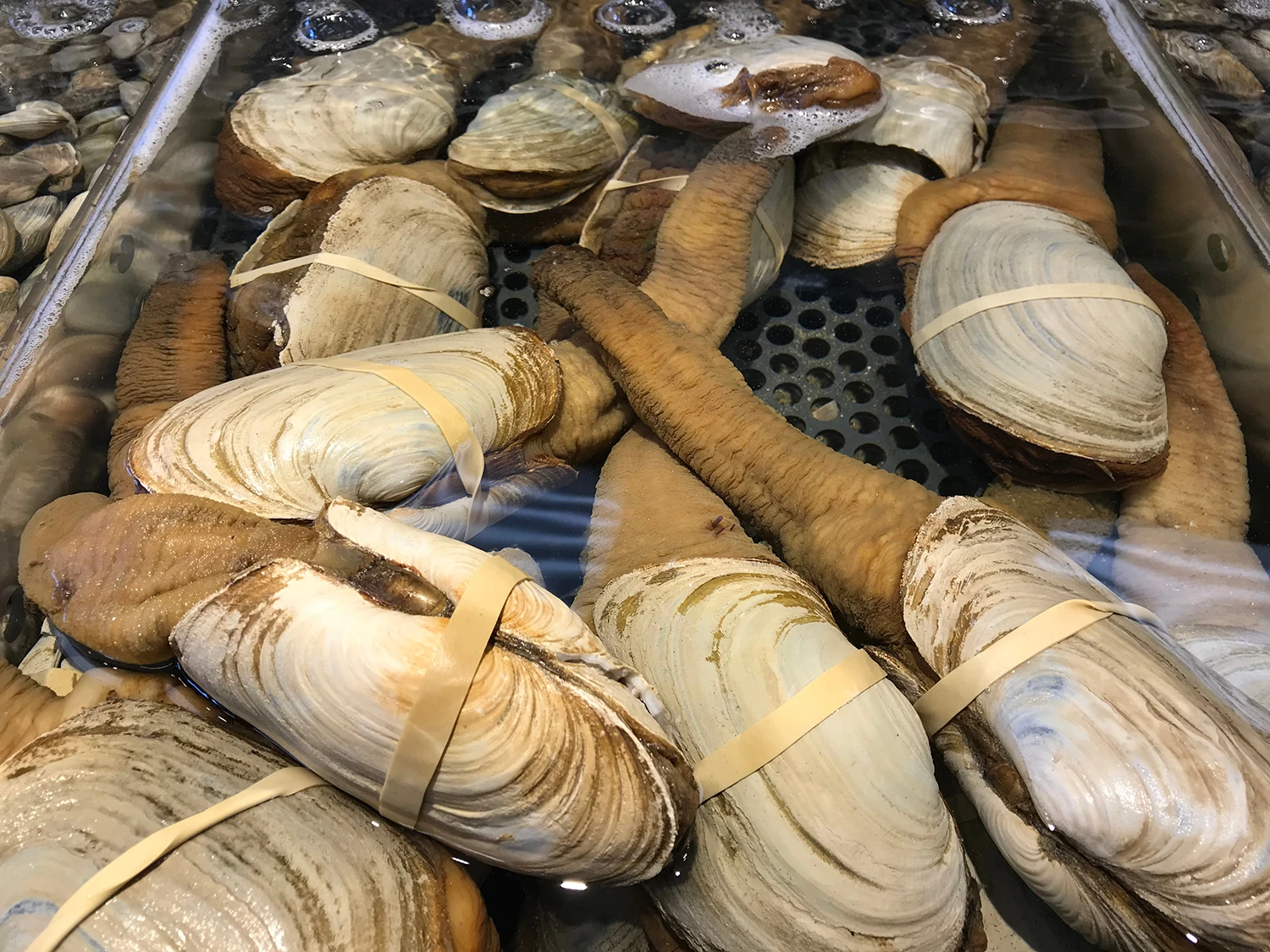 Live geoduck clam