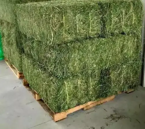 Alfafa Bales in Bales Best Super Top Quality