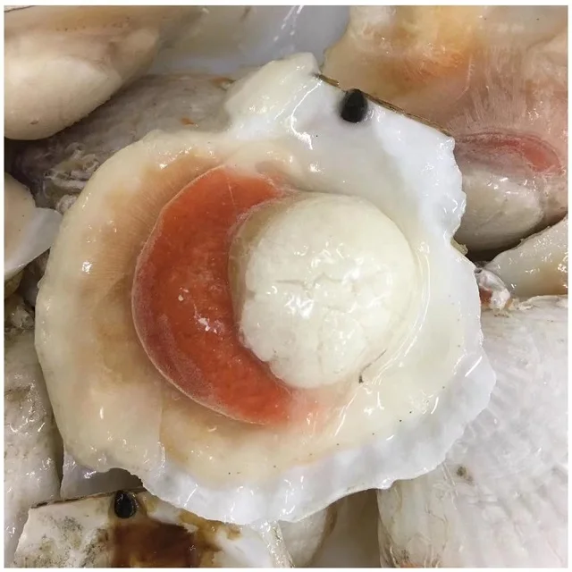 Wholesale Delicious Seafood Frozen Sea Scallop With Half Shell