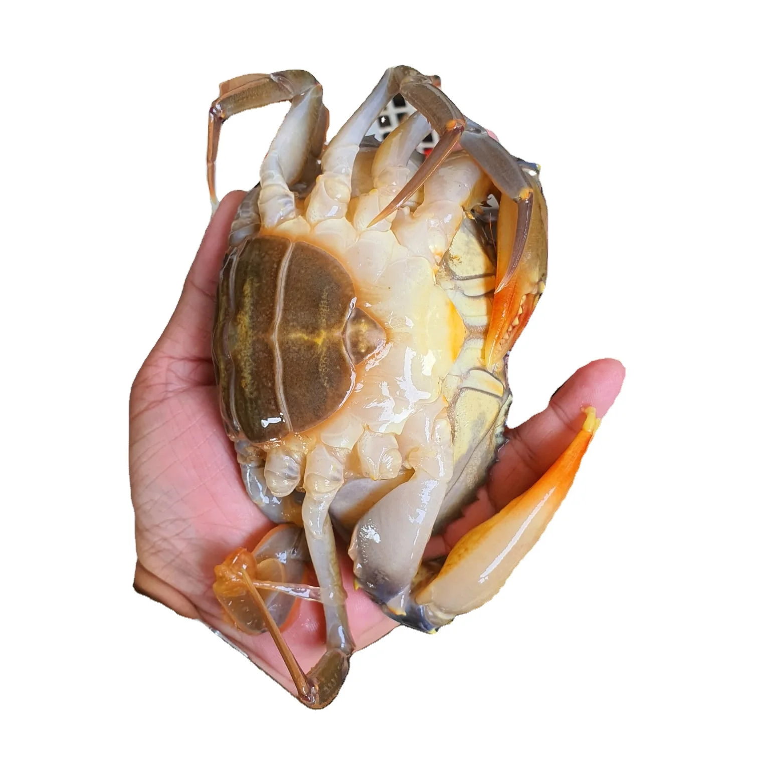 Замороженная мягкая оболочка-краб, полностью круглая, хорошего качества, индонезийского происхождения