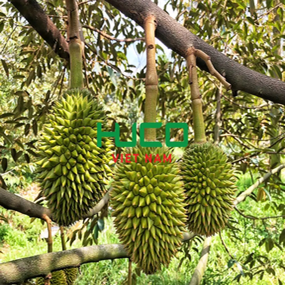 Fresh Durian Fruit from Vietnam High Quality at Cheap Price for worldwide shipping