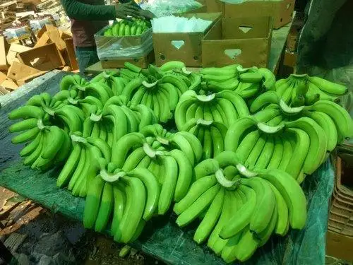 Wholesale Top Quality Fresh Bananas In Cheap Price with good quality and taste