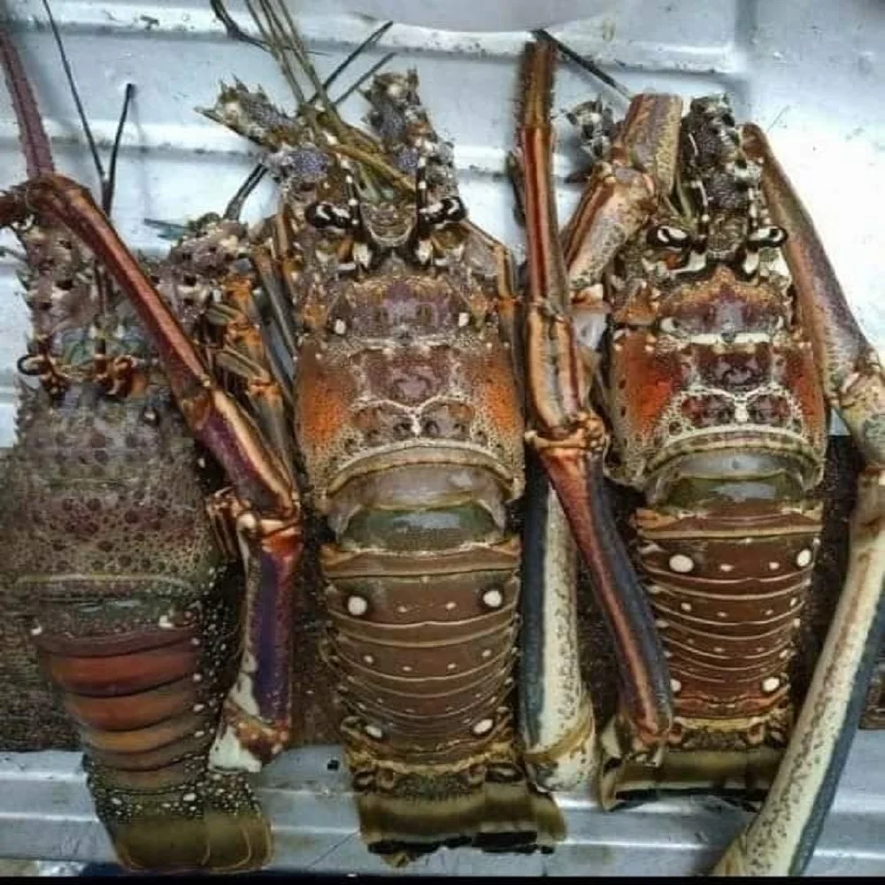 Fresh Quality Pacific Red Lobsters / Mexican Giant Lobsters For Sale