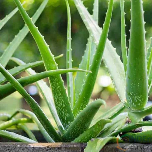 Best Seller Diced Aloe Vera Drinking Syrup - Barbadensis Miller//Ms. Esther